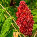 2 Staghorn Sumac Shrubs - 6-12" Tall Live Plants - Rhus typhina - (2 Pack) by Unknown