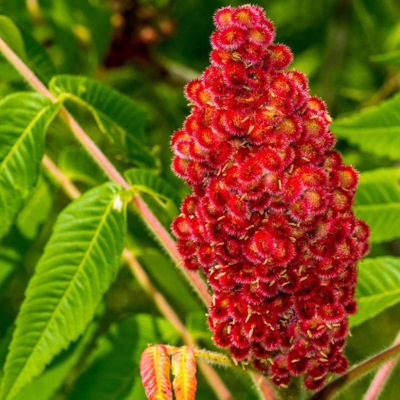 2 Staghorn Sumac Shrubs - 6-12" Tall Live Plants - Rhus typhina - (2 Pack) by Unknown