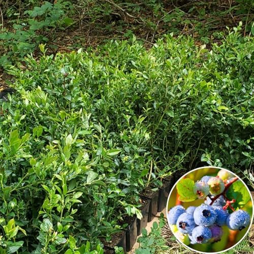 2 Legacy Blueberry Live Plants, Home Garden Fruit Bush - Image 4
