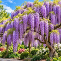 Purple Wisteria Tree Live Plant, 6-12" Tall Wisteria Live Plant, Hardy Perennials, Fast Growing Flowering Vine for Garden and Trellises by GINGERGLOW