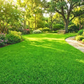 20000 Zoysia Grass Seeds, Zoysia Grass Seeds for Lawn, Low Maintenance by Unknown