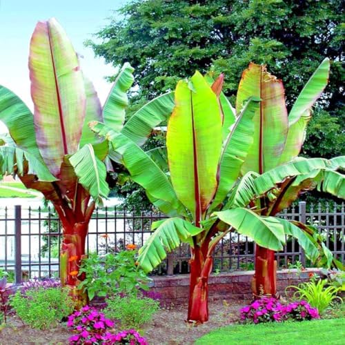 Red Abyssinian Banana (Ensete Maurelii) 5-9" Live Plant - Giant Red Leaf Ornamental Tree - Fast Growing Tropical Focal Point - Huge Container Accent - Image 7