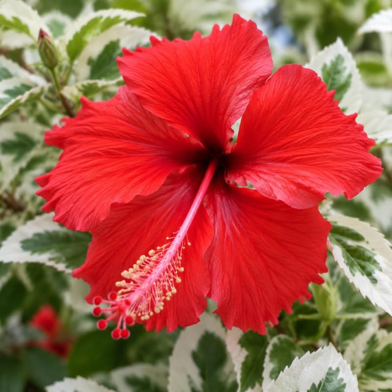 3 Hardy Hibiscus Live Plants, Flowering Shrub, Variegated Red Blooms, 4-7" - Image 4
