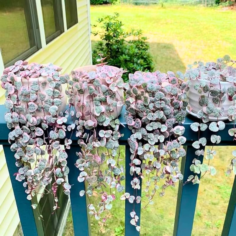 Ceropegia Woodii Variegated String of Hearts Live Plant, Rare Houseplant - Image 6