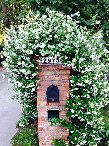 Perfect Plants Confederate Jasmine Live Plant, 1 Gallon, Star Vine - Image 5