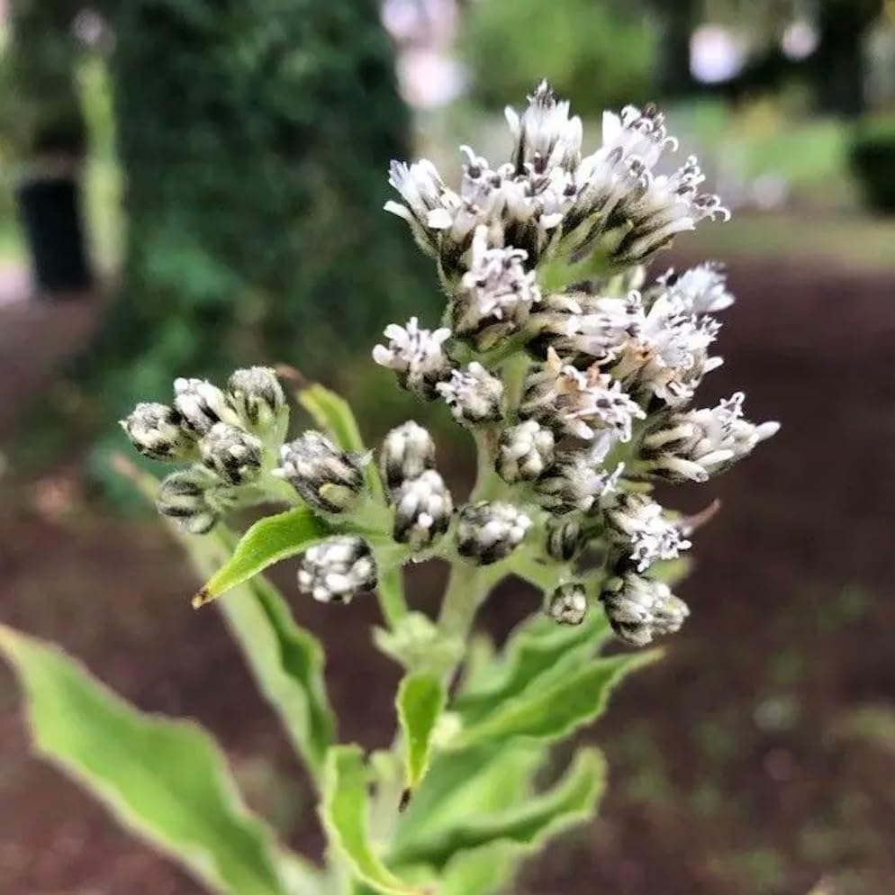 32 Culver's Root (Veronicastrum virginicum) Live Plants – Native Flower, Pollinator Garden Perennial Wildflower for Summer Color, Low Maintenance Partial to Full Sun Flowers by MyHomePark