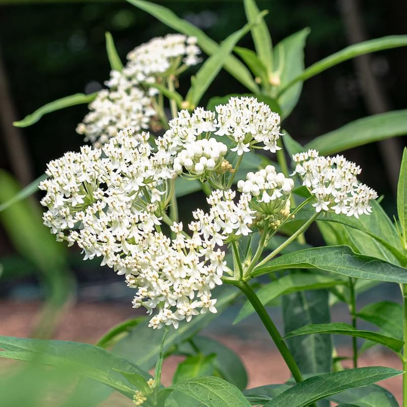2 White Butterfly Milkweed Plants Live, Asclepias Tuberosa Tropical Flowers - Image 2