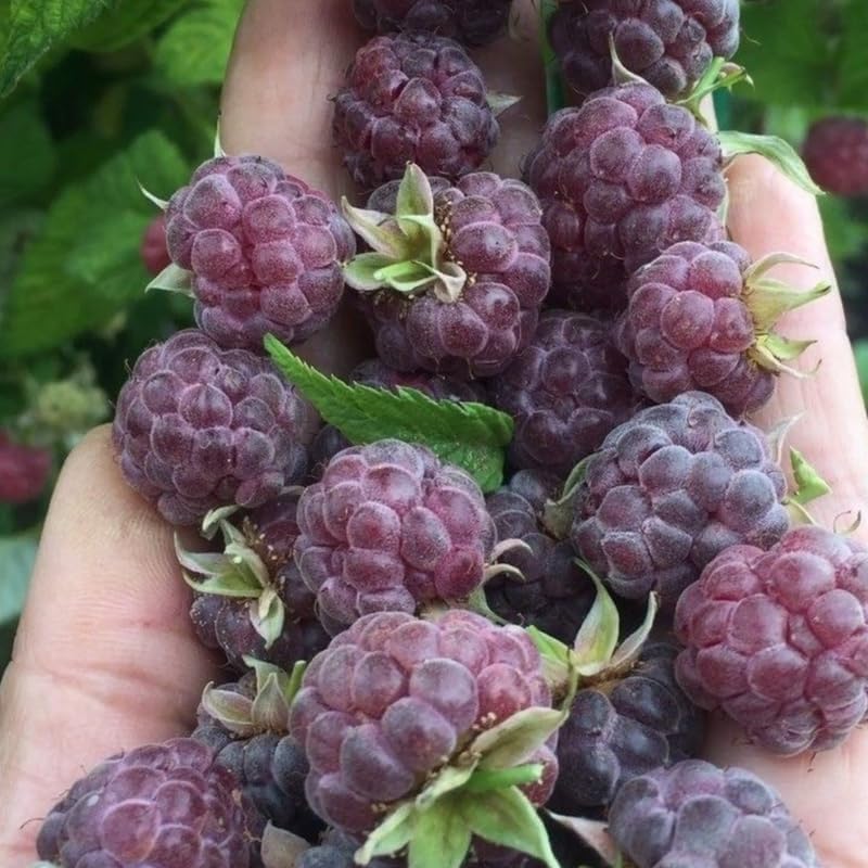 2 Purple Raspberry Live Plants, 5-9 Inch Tall Berry Bushes - Image 5