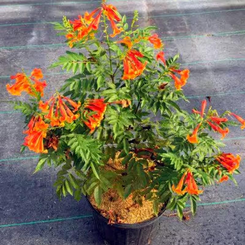 Tecoma Stans Orange Live Plants | Pack of 2 (Two) | 5-9 Inch Orange Jubilee/Esperanza | Heat Tolerant Trumpet Bush | Fast Growing Hummingbird Magnet for Patio Pots & Landscapes - Image 3