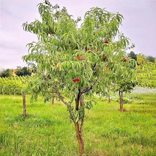 Red Peach Tree, Freestone, Self-Fruitful, High Yielding, Deciduous, 1 gal Nursery Pot, 1-2 ft Tree Height (Due to Agricultural Laws, we Cannot Ship to CA, AZ, AK, or HI) - Image 4