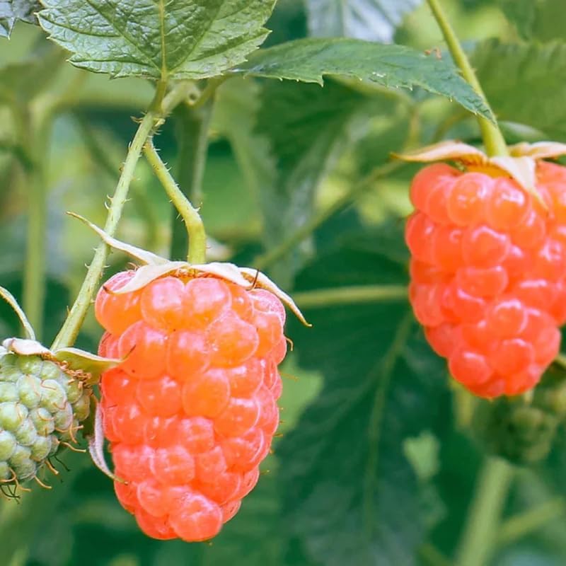 Double Gold Raspberry Live Plant Potted 1-2 Years Old, Berry Bush by AVERAR
