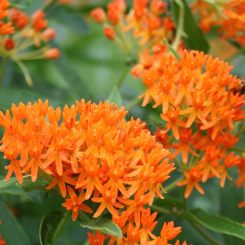 2 Orange Butterfly Milkweed Live Plants, 4-9 Inch Tall - Image 4