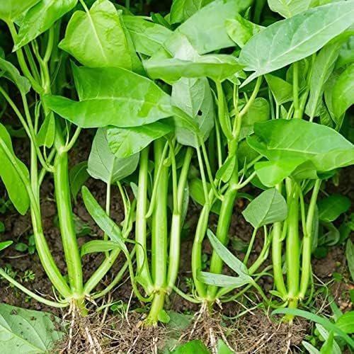 500+ Kong Xin CAI Vegetable Seeds Water Spinach Kangkong Delicious Vegetable Seeds for Green Leaf Planting Garden Non-GMO Choy Ong Seed by VISTATUSEED