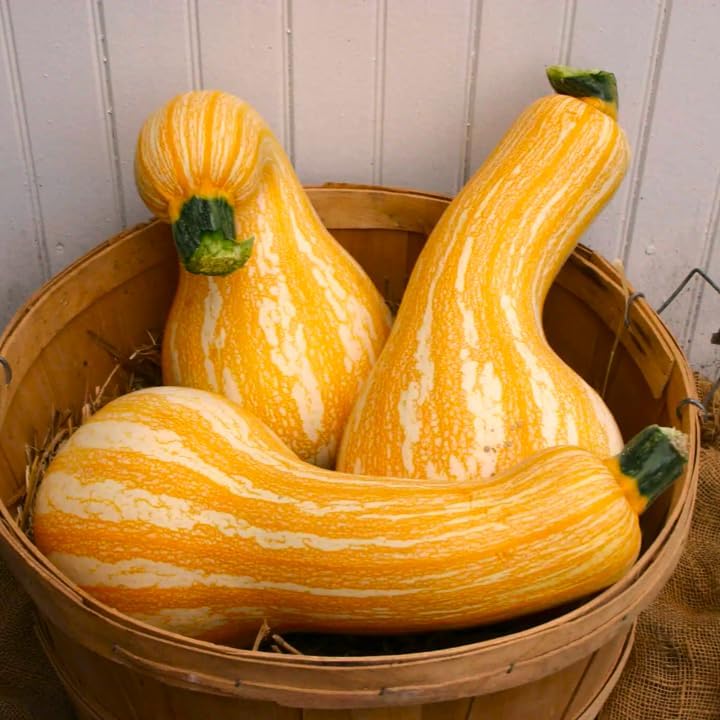Orange Striped Cushaw Seeds - 60+ Count - for 2026 Planting Southern Kershaw Pumpkin Tennessee Sweet Potato Squash Gourd Silver Garden Vegetable Grow Your Own Home Farm Patio Healthy - Image 2