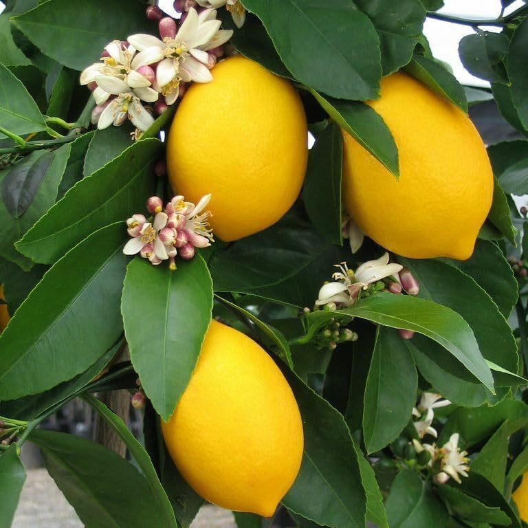Live Meyer Lemon Tree - 2-5 Inch Tall Live Plant - Potted Seedling - Yellow Lemon Fruit Plant - Citrus x meyeri by Unknown