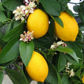 Live Meyer Lemon Tree - 2-5 Inch Tall Live Plant - Potted Seedling - Yellow Lemon Fruit Plant - Citrus x meyeri by Unknown