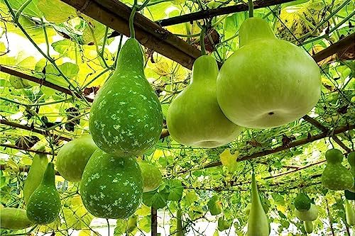 Gaea's Blessing Seeds - Bottle Gourd Seeds - Heirloom Non-GMO Seeds with Easy to Follow Planting Instructions (Calabash) - Image 3