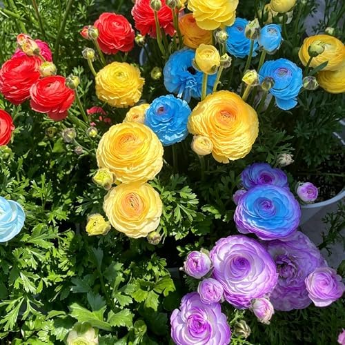 Mixed Ranunculus Bulbs for Planting, 6PCS Ranunculus Buttercups Bulbs, Rare Perennial Bulbs for Vibrant Garden Blooms, Borders Outdoor Heirloom Non-GMO - Image 3