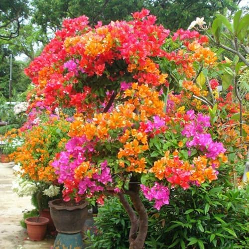 100+ Mix Color Bougainvillea Seeds for Planting Perennial Ornamental Low Maintenance Fast-Growing Drought Tolerant Garden Outdoor - Image 5