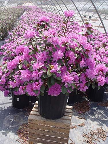 Live Plant, Rhododendron X `PJM Elite` Evergreen Lavender Flowers, 3-Gallon Fully Potted Plant Bush from Green Promise Farms - Image 2