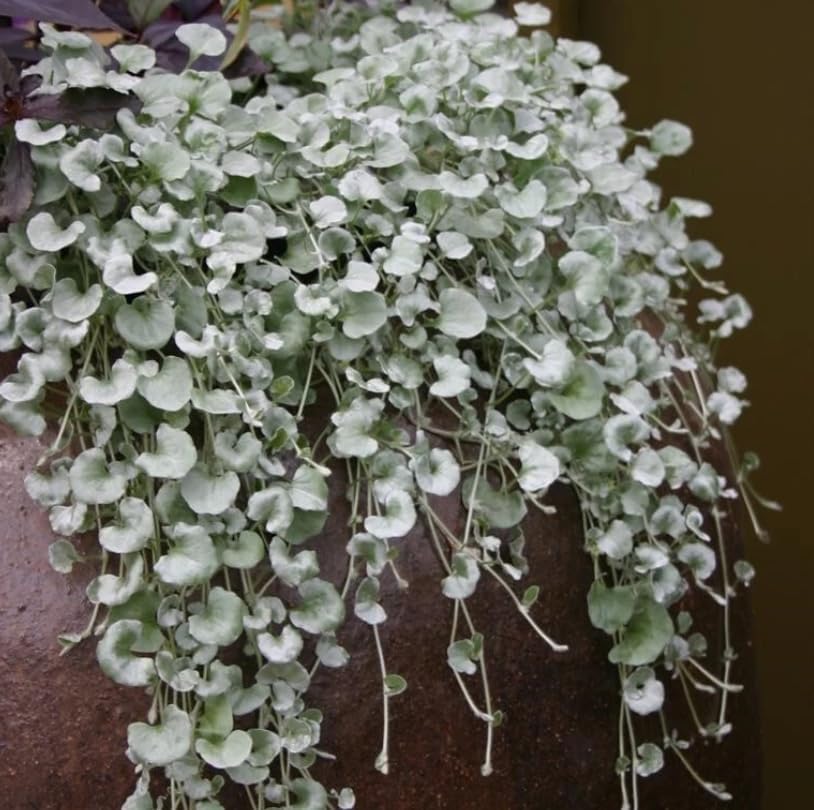 Dichondra Plant, Dichondra Ground Cover Plant for Planting, Ideal Lawn Alternative in Sun or Shady, 4" Pot (Silver Falls Dichondra) - Image 5