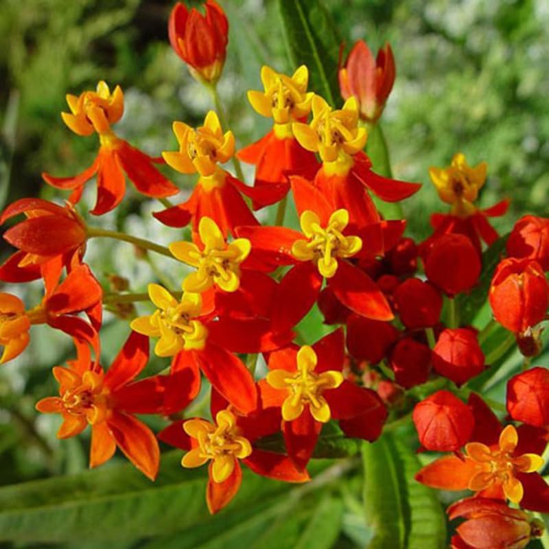 4 Tropical Red Milkweed Asclepias Live Plants, Flower Plant, 4-9 Inch Tall - Image 2