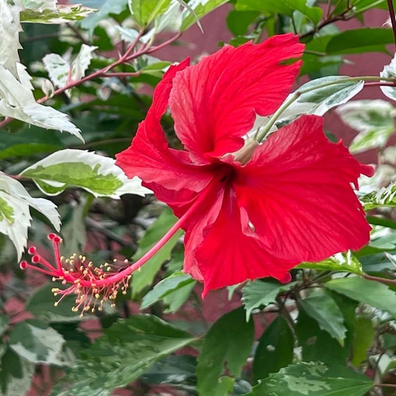4 Variegated Red Hibiscus Plants Live, Cold Hardy Flower Bush, 4-8" Tall - Image 3