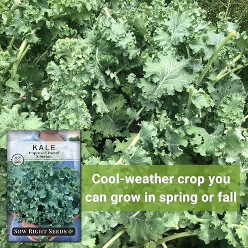 Sow Right Seeds - Dwarf Siberian Improved Kale Seed for Planting Garden - Image 5