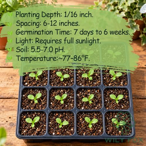 Rare Strawberry Seeds for Planting – 300 Non-GMO Heirloom Seeds, Hydroponic & Soil Growing, Indoor Outdoor Gardening, Containers and Raised Beds - Extra Big, Juicy, Sweet Strawberries - Image 5