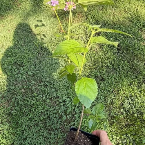 Mozelle Hardy Lantana Live Plant 4 Plants – 2.5" Pots – Value Pack - Image 3