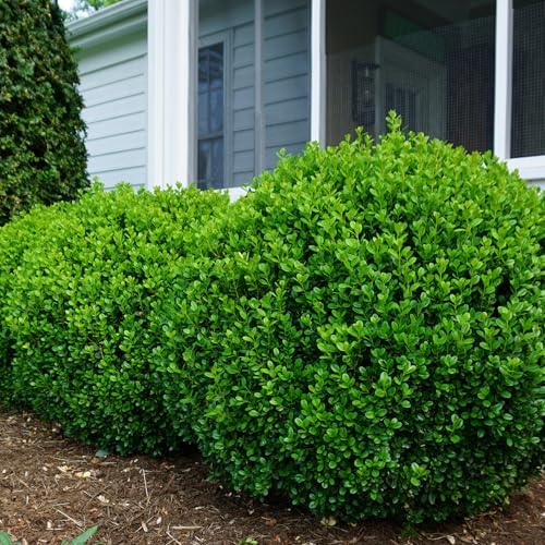 Proven Winners NewGen Freedom Boxwood (Buxus) Live Plant, 4.5" Qt - Image 2