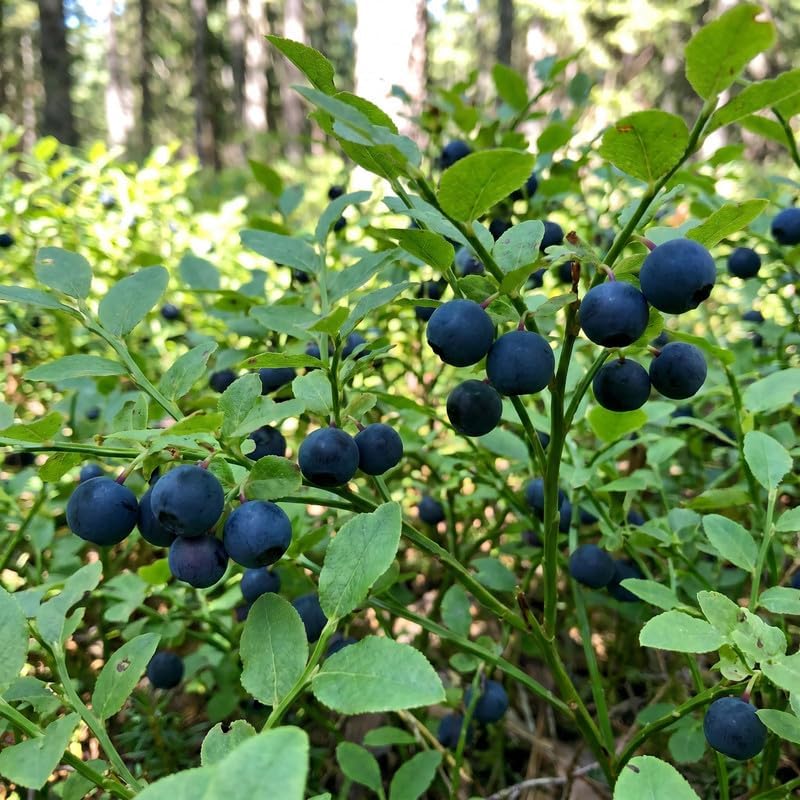 Black Huckleberry Live Plant, Berry Bush, 6-10 Inch Tall, 5 Inch Pot - Image 2