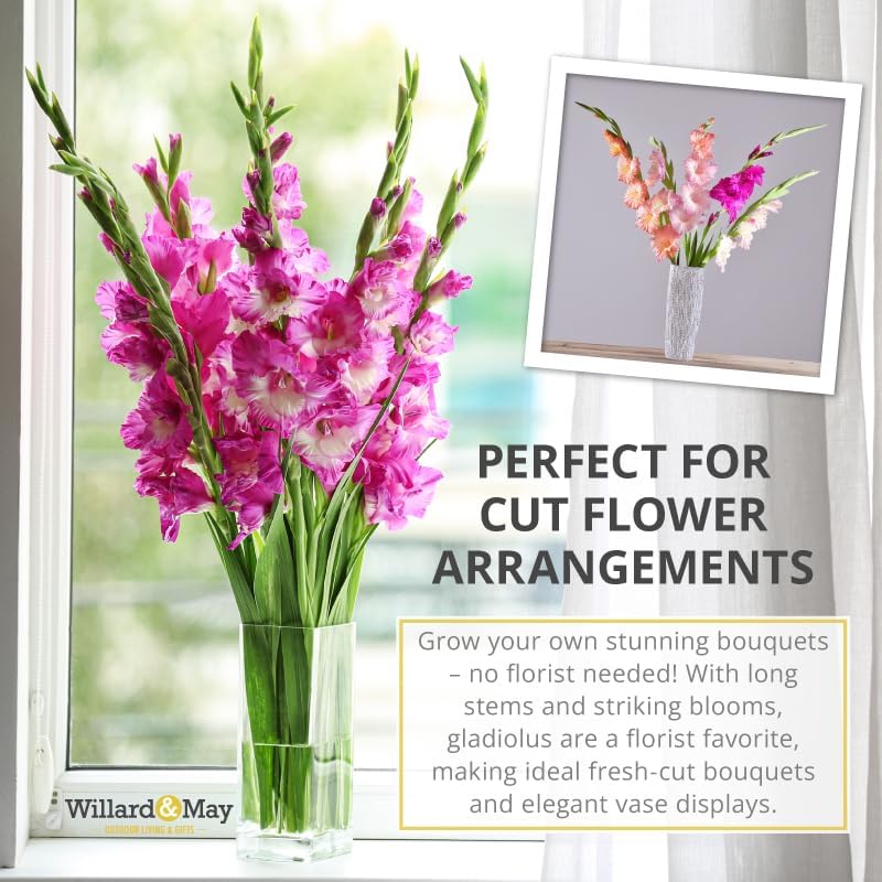 Grower Special Mix Gladiolus Flower Bulbs - 100 Bulbs Assorted Colors - Make Great Cut Flowers - Perennializing - Fragrant - Vibrant Color Mix - Live Plant Outdoor Garden - Image 4