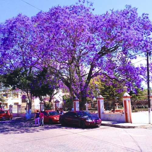 Blue Jacaranda Tree Live Plant, Flowering Tree, 5-7 Inch Tall - Image 3