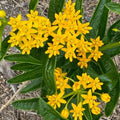 2 Yellow Milkweed Live Plants, Perennial Flower Plant, 4-8 Inch Tall by GardenNurserySince1996