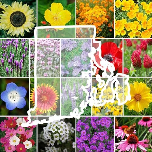 Eden Brothers Rhode Island Wildflower Mixed Seeds for Planting, 1 lb by EdenBrothers
