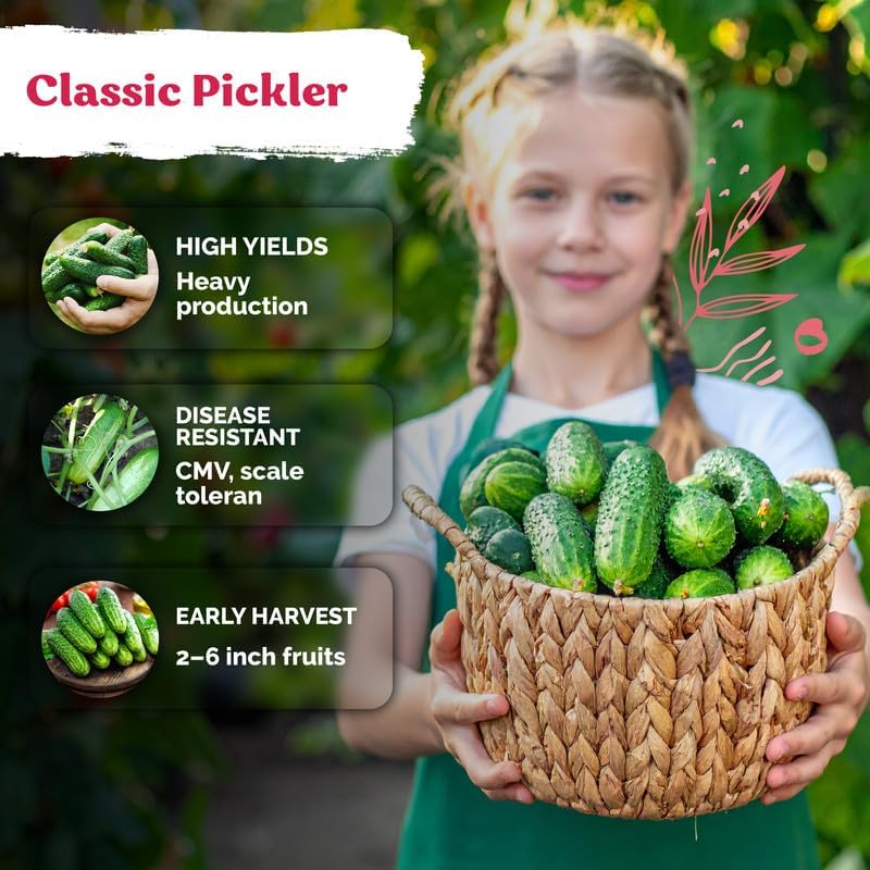 300 Boston Pickling Cucumber Heirloom Vegetable Seeds, Cucumis Sativus - Image 4