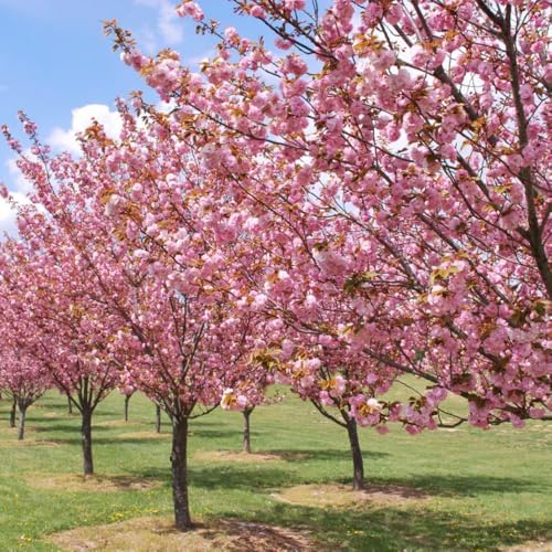 Double Pink Cherry Blossom Tree, Ornamental Plant Live, 6-12" Tall, in Pot - Image 6