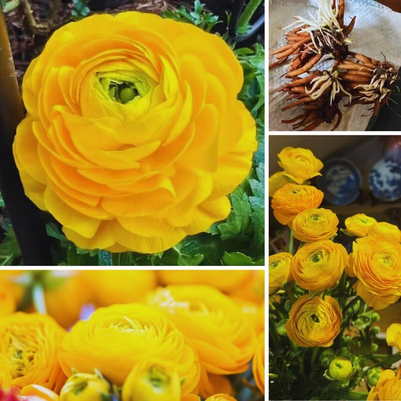 25 Yellow Ranunculus Bulbs for Fall Planting, Ranunculus Flower Spring - Image 6