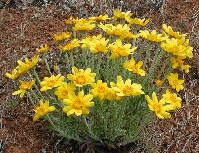 Oregon Sunshine Flower Seeds, Yellow Blooms, (Woolly Sunflower) Eriophyllum Lanatum, Drought-Tolerant Perennial, 1000 Seeds by Unknown