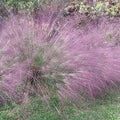 Outsidepride 1000 Seeds Perennial Eragrostis Spectabilis Ornamental Love Grass Seed for Planting by Outsidepride