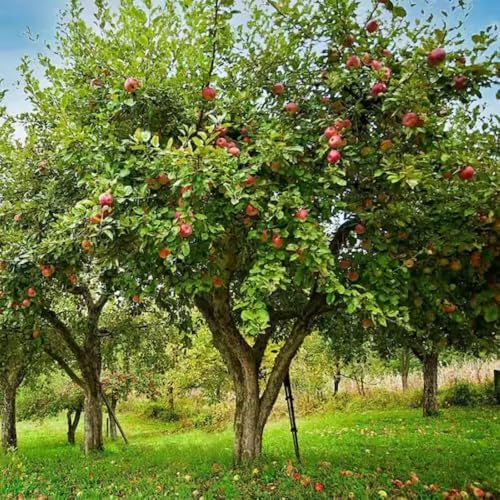 Fuji Apple Tree, 1 Gallon Live Nursery Pot, Sweet, Crisp Fruit | Arbor Day Foundation (Due to Agricultural Laws, Unavailable to CA, WA or AZ) - Image 2