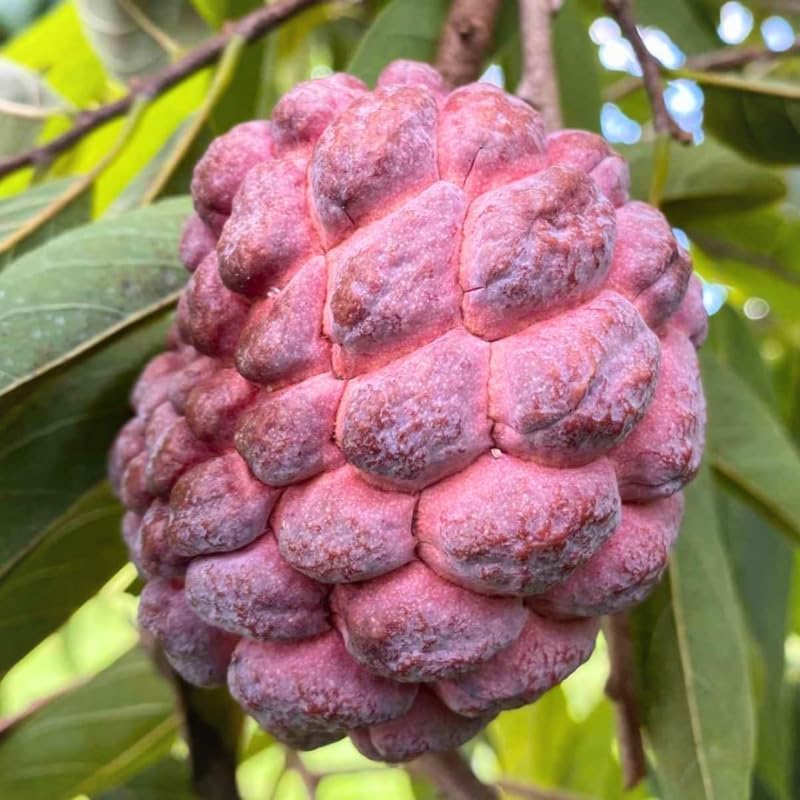 Red Sugar Apple Fruit Tree, 2-3 Ft Tall, 3 Gallon Pot, Hardy Tropical Fruit Plant for Landscape, Backyard Orchard and Outdoor Garden (No Ship to CA, HI, AK) - Image 7