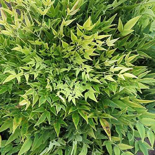First Editions Cool Glow Lime Nandina, Live Evergreen Shrub, 3 Gallon - Image 3