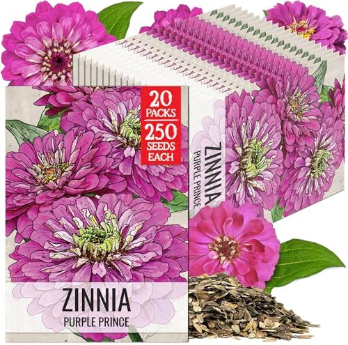 Seed Needs Purple Prince Zinnia Seeds to Plant Cut Flowers - 20 Packs by SeedNeeds