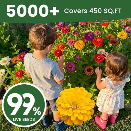 5000+ Zinnia Dahlia Seeds Flower Seeds for 2026 Planting, 1.5 Oz, 5 Varieties (Pink, Yellow, Orange, White, Purple), 40G Mixed Colors and Large Blooms, Open Pollinated - Bulk - Image 6