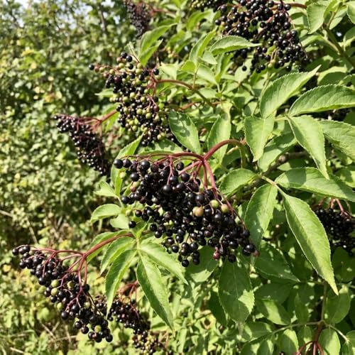Black Elderberry Live Plant, 8-12 Inch Tall, Quart Pot - Image 6