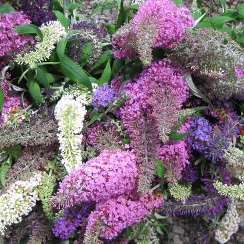 2 Mixed Butterfly Bushes Plants, Perennial Flower Shrub, 4-7'' Tall - Image 5