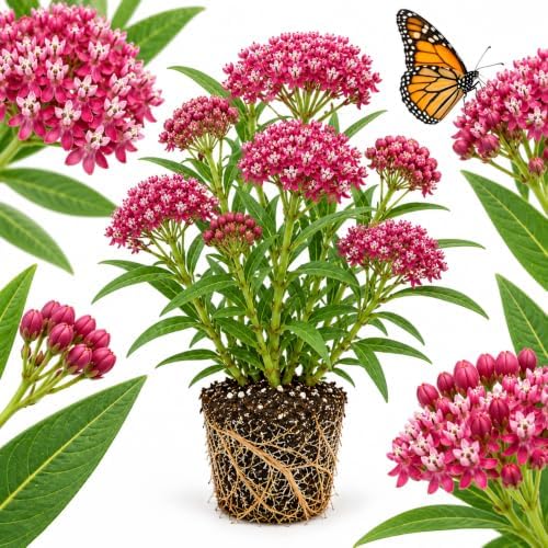 Milkweed Plants Live, Pink Swamp Milkweed Plants, 4-6 Inch Tall by GINGERGLOW