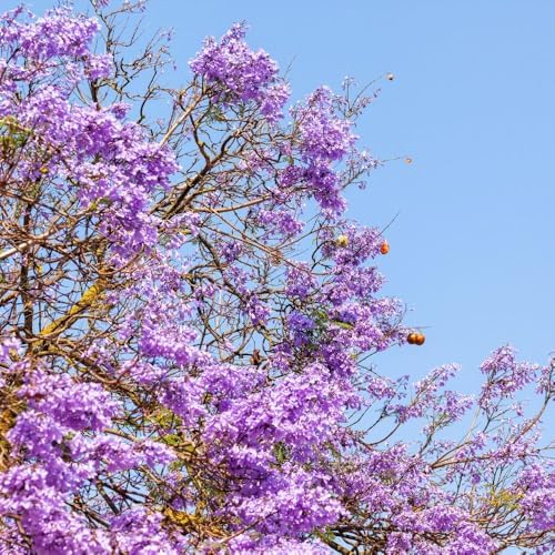 Jacaranda Tree Live Plant, 4-6 Inches Tall, - Image 6
